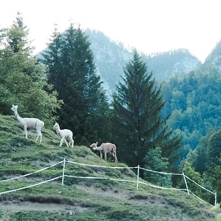 Na Logu - Farm Ambroz Gregorc *